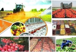 آماده سازی شبکه تجاری کشاورزی «اگرینیتو» در گلستان