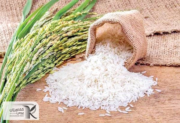 خرید جدید برنج با کاهش قیمت روبروست