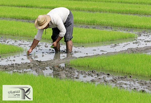 برداشت بیش از ۱۰۰ هزار تن برنج از شالیزارهای شمالی کشور در سایه کشت قراردادی