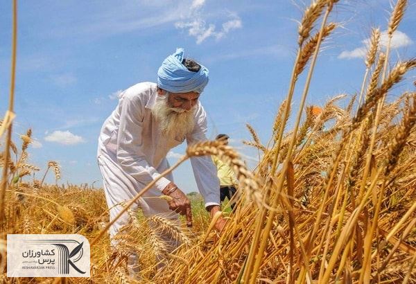 حدود ۷۰ درصد از وجه خرید گندم به کشاورزان پرداخت شده است