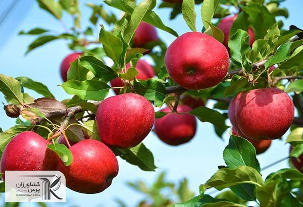 سیب‌های فوق زودرس و زودرس دچار آفت کرم سیب و ناهنجاری زنگار نمی‌شوند 