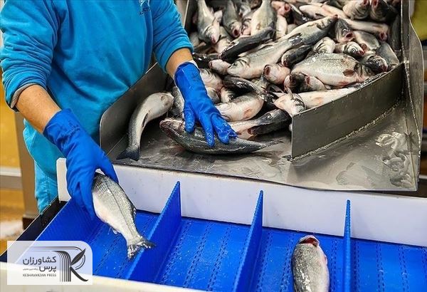 هزینه‌های  پرورش ماهی ۲۰ درصد بیشتر از درآمد فروش است