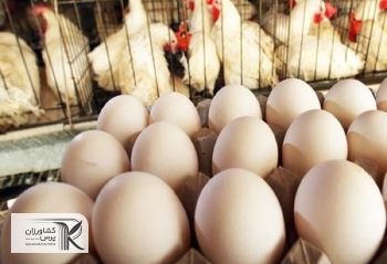 تعیین  نرخ  خرید حمایتی گوشت مرغ و تخم مرغ شرایطی است