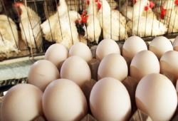 تعیین  نرخ  خرید حمایتی گوشت مرغ و تخم مرغ شرایطی است