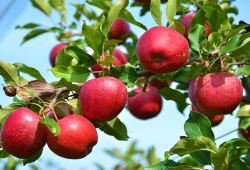 سیب‌های فوق زودرس و زودرس دچار آفت کرم سیب و ناهنجاری زنگار نمی‌شوند 