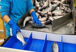 هزینه‌های  پرورش ماهی ۲۰ درصد بیشتر از درآمد فروش است