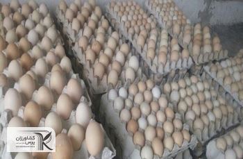 2 عامل مؤثر در افزایش قیمت تخم‌مرغ‌