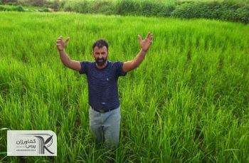 اعلام قیمت برنج هفته آینده/ تسهیلات نوسازی شالیکوبی‌ پرداخت می‌شود