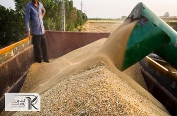 خرید ۷ میلیون تن گندم از کشاورزان عامل امنیت پایدار غذایی در کشور شد