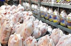 بررسی دو دلیل افزایش قیمت مرغ/سیاست فعلی کشورها ذخیره سازی است