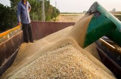 خرید ۷ میلیون تن گندم از کشاورزان عامل امنیت پایدار غذایی در کشور شد