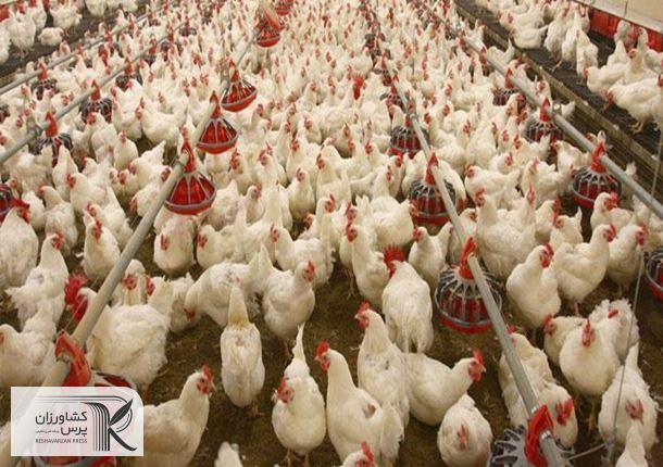 چراغ سبز وزارت جهاد برای حذف مرغ‌‌‌های مادر گوشتی مسن