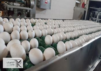 رکورد شکنی گرانی تخم مرغ در آمریکا/تخم مرغ در ایران ارزانتر از 82 کشور