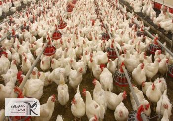 چراغ سبز وزارت جهاد برای حذف مرغ‌‌‌های مادر گوشتی مسن