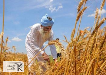 سیاست جدید هند برای حمایت از تولید کنندگان محصولات اساسی کشاورزی
