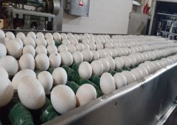 رکورد شکنی گرانی تخم مرغ در آمریکا/تخم مرغ در ایران ارزانتر از 82 کشور