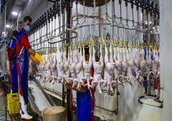 ذخیره گوشت مرغ برای عید نوروز و ماه رمضان/ ۲۰ هزار میلیارد تومان وام به تولید‌کنندگان داده می‌شود