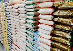 ورود برنج ایرانی به بازارهای صادراتی/دسترنج شالیکاران از رکود خارج می شود