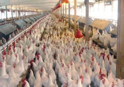جمع‌آوری ۱۳ هزار تن مرغ مازاد از بازار/3 عاملی که می تواند قیمت را تثبیت کند
