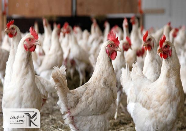 6 راهکار برای کاهش ضرر و زیان مرغداران/‌ جوجه‌ریزی باید متناسب با نیاز بازار باشد