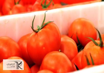 عوارض ۷۰ درصدی صادرات گوجه لغو شد
