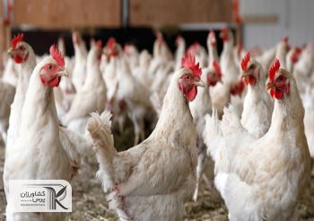 6 راهکار برای کاهش ضرر و زیان مرغداران/‌ جوجه‌ریزی باید متناسب با نیاز بازار باشد