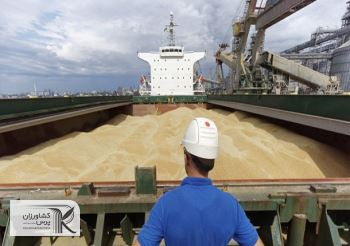 دلیل افزایش قیمت گندم در بازار جهانی