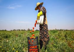 عوارض صادرات گوجه فرنگی زراعی 70 درصد باقی ماند