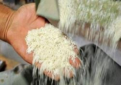 ریزش 20 هزار تومانی قیمت برنج ایرانی/ نقش مافیای واردات در بازار برنج